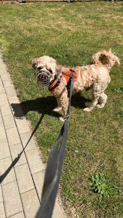 Sture Tibet-Terrier-Beitrag-Bild