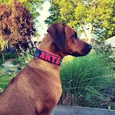 Hundetreffen-Gassirunde Spielen