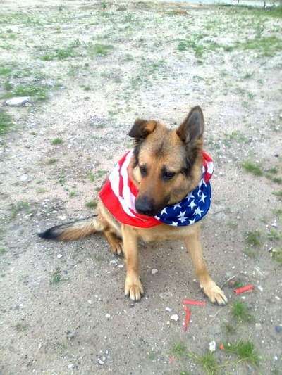 Unsere Fellnasen im Regenbogenland-Beitrag-Bild