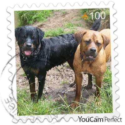 Rottweiler/-Mischlinge-Beitrag-Bild