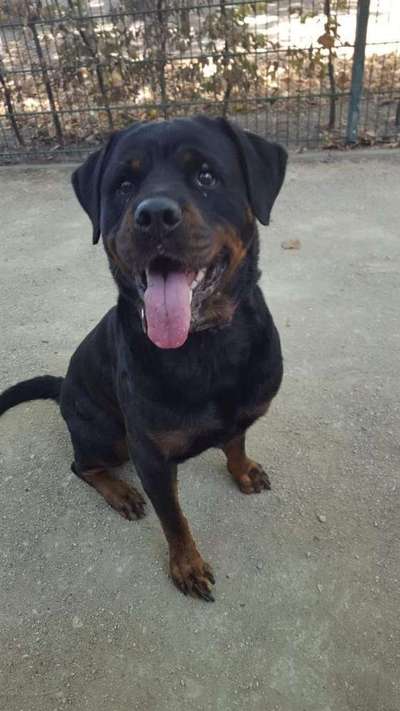 Unsere Fellnasen im Regenbogenland-Beitrag-Bild