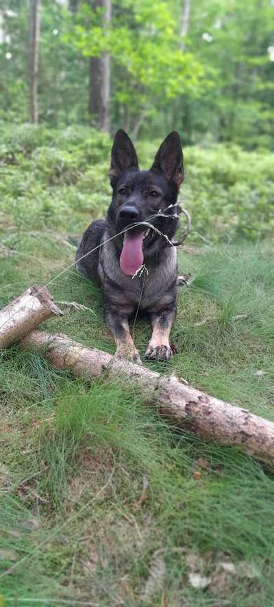 Schäferhund-Fans?-Beitrag-Bild