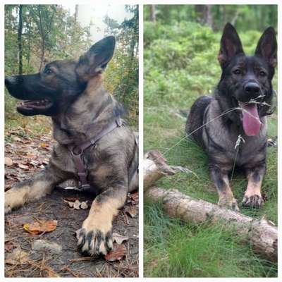 Vom Welpen zum Hund-Beitrag-Bild