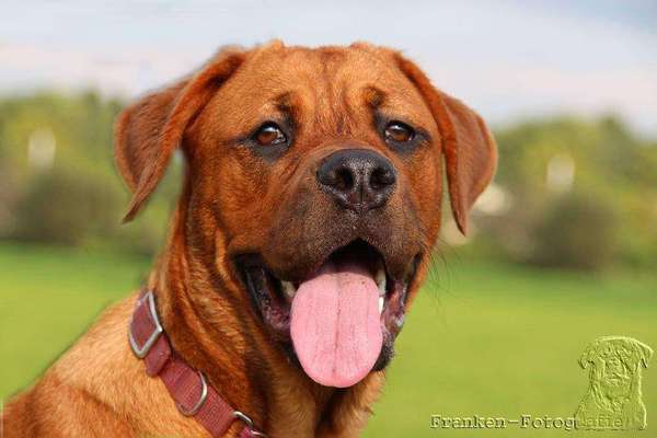 Mischlinge raten - Rätselspaß-Beitrag-Bild