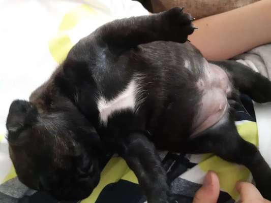 Französische Bulldoggen-Beitrag-Bild