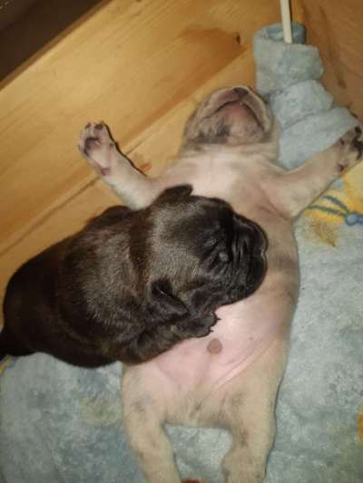 Französische Bulldoggen-Beitrag-Bild