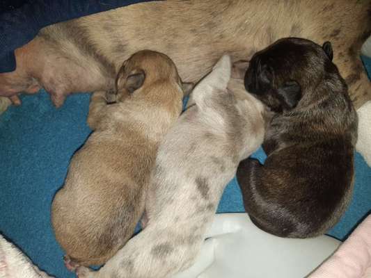 Französische Bulldoggen-Beitrag-Bild