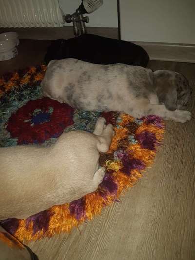 Französische Bulldoggen-Beitrag-Bild