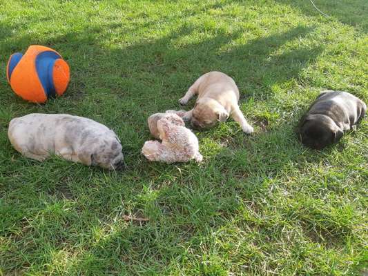 Französische Bulldoggen-Beitrag-Bild