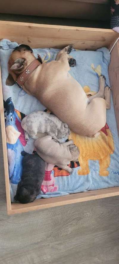 Französische Bulldoggen-Beitrag-Bild