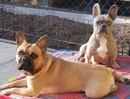 Französische Bulldoggen-Beitrag-Bild