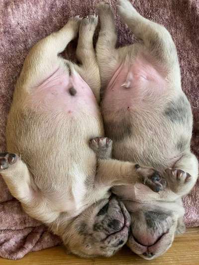 Französische Bulldoggen-Beitrag-Bild