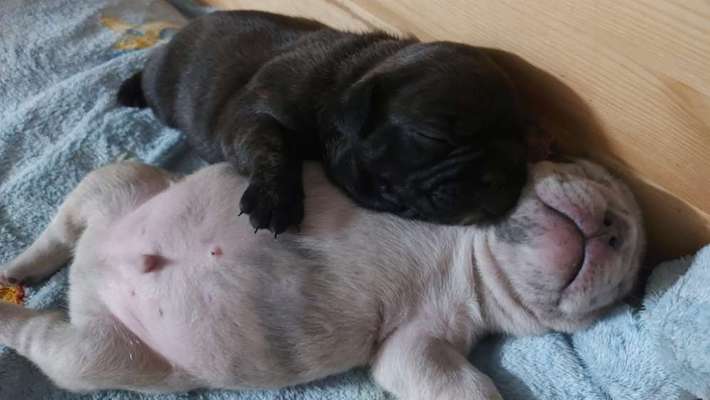 Französische Bulldoggen-Beitrag-Bild