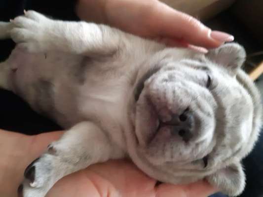 Französische Bulldoggen-Beitrag-Bild