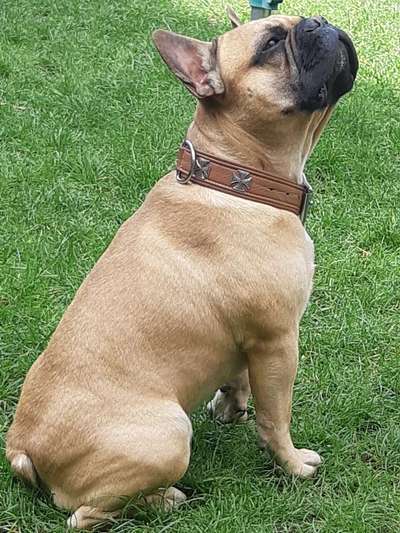 Französische Bulldoggen-Beitrag-Bild