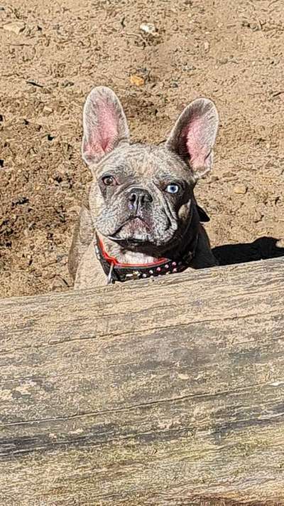 Französische Bulldoggen-Beitrag-Bild