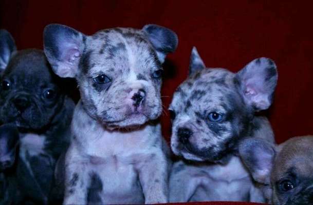 Französische Bulldoggen-Beitrag-Bild