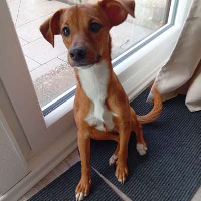 Hundetreffen-Spieletreffen, Spaziergänge-Bild