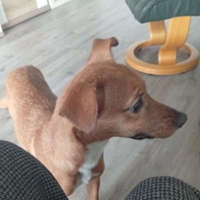 Hundetreffen-Spieletreffen, Spaziergänge