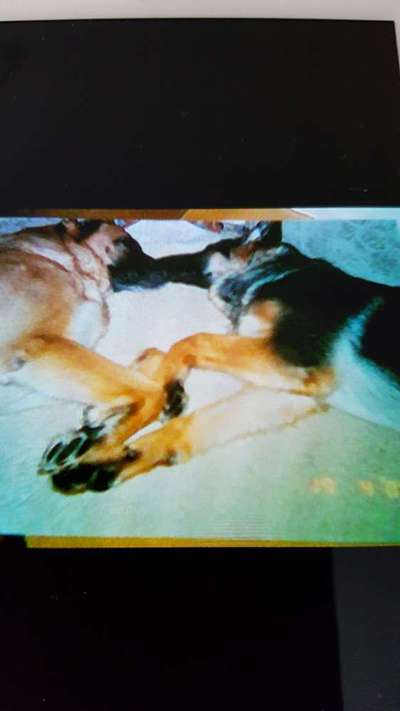 Schäferhund-Beitrag-Bild