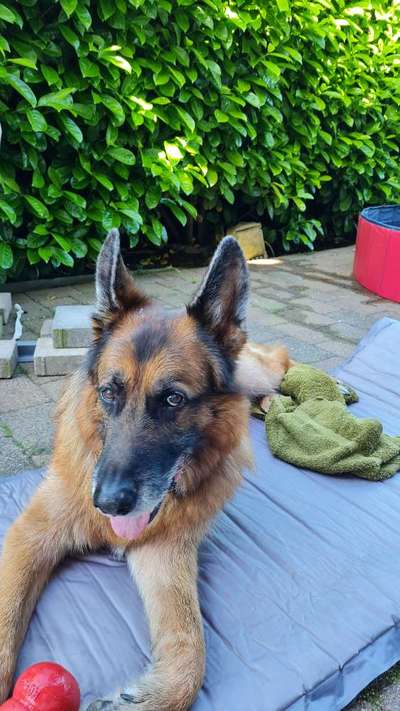 Schäferhund-Beitrag-Bild