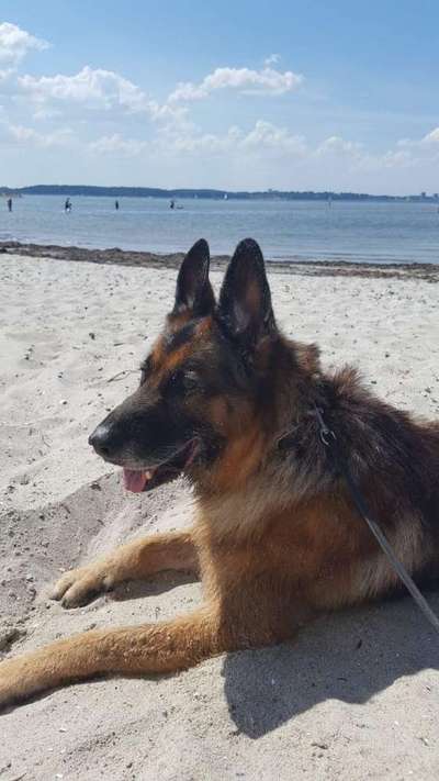 Schäferhund-Beitrag-Bild