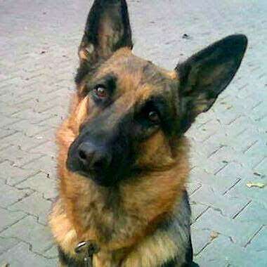 Schäferhund-Beitrag-Bild