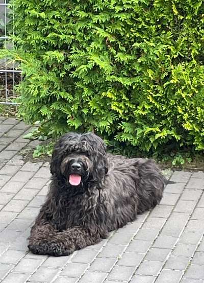 Briard  Freunde gesucht-Beitrag-Bild