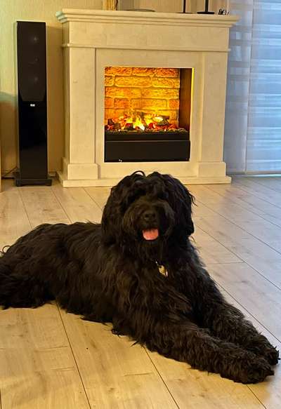 Briard  Freunde gesucht-Beitrag-Bild