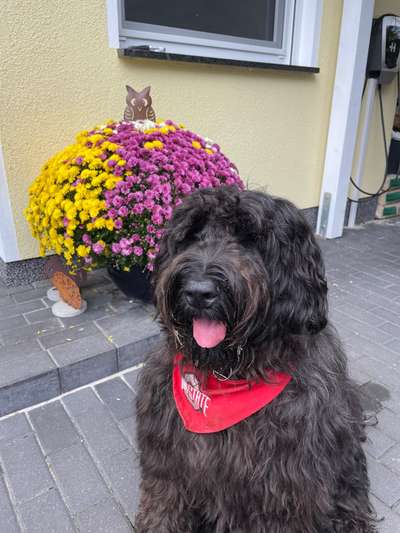 Briard  Freunde gesucht-Beitrag-Bild