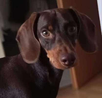 Dogorama Photo Challenge - Portrait-Beitrag-Bild