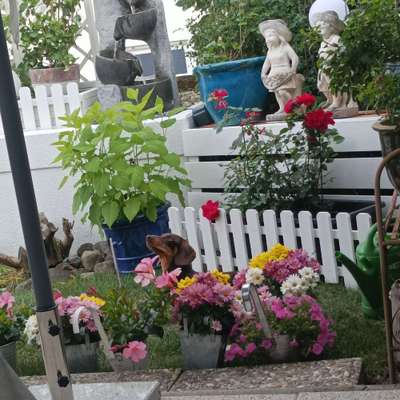 Fotochallenge Nr 96.: Bunt, Bunter, Hund 💐🌹🍁-Beitrag-Bild