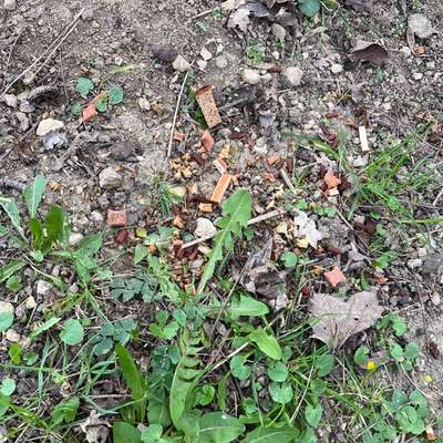 Giftköder-Möglicherweise Giftköder-Bild