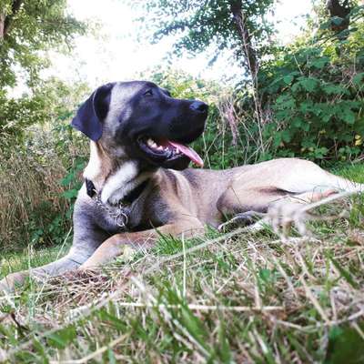 Kangal Fans ! ! ! !-Beitrag-Bild