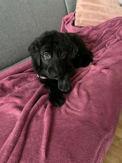 Welpen Bilder !-Beitrag-Bild