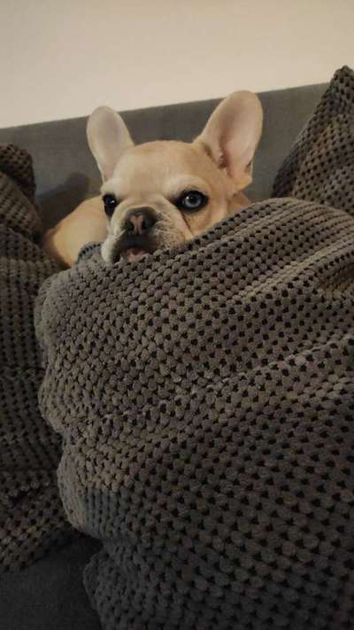 Welpen Bilder !-Beitrag-Bild