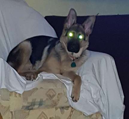 Zeige das lustigste Bild eures Hundis-Beitrag-Bild