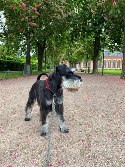 Zwergschnauzer gesucht-Beitrag-Bild