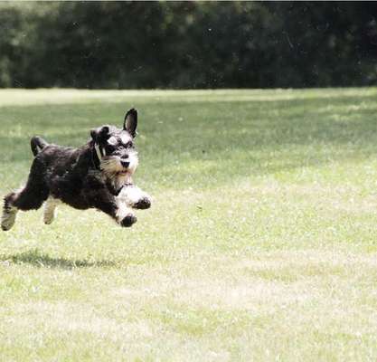 Zwergschnauzer gesucht-Beitrag-Bild