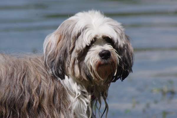 Tibet Terrier-Beitrag-Bild