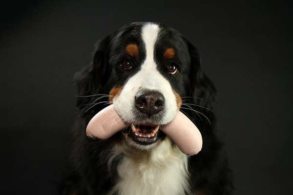 Die Dogorama Kalender Challenge Titelbild-Beitrag-Bild