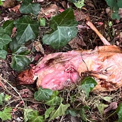 Giftköder-Fleisch mit Infozettel-Bild