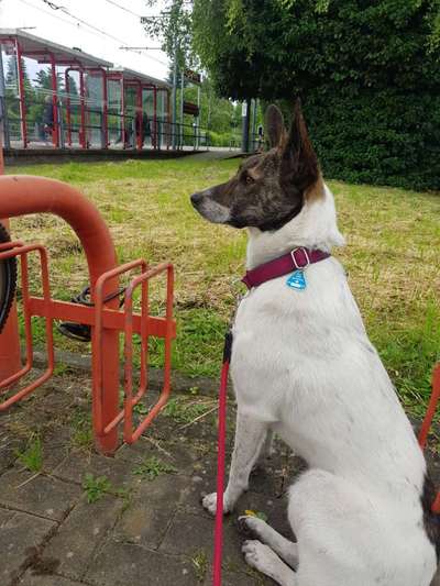 Hundetreffen-Hundekontakte gesucht-Bild