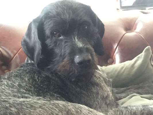 Unsere Fellnasen im Regenbogenland-Beitrag-Bild