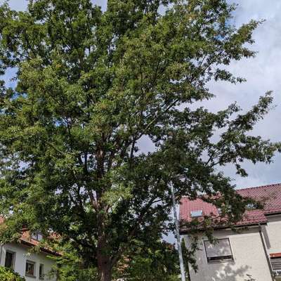Giftköder-Eichenprozessionsspinner Nest-Bild