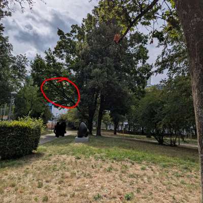 Giftköder-Eichenprozessionsspinner Nest-Bild