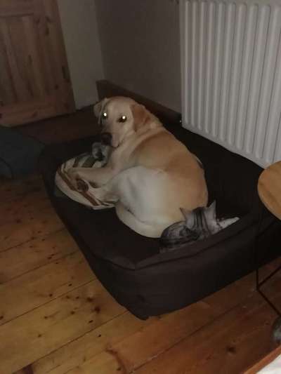 Dogorama Photo Challenge - Die besten Hundebuddys-Beitrag-Bild