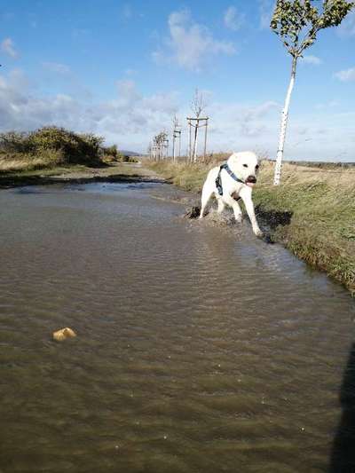 Fotochallenge Nr. 59 - Mein Hund zeigt die Zunge-Beitrag-Bild