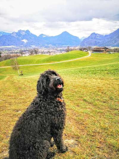 Hundetreffen-Spiel-Freund/in gesucht-Bild