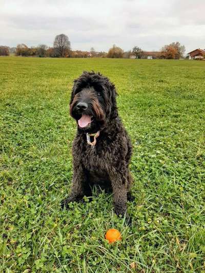 Labradorfans-Beitrag-Bild